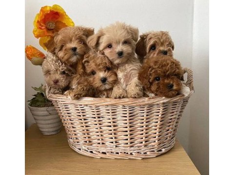 Maltipoo yavrularımız sıfır boy kg garantili