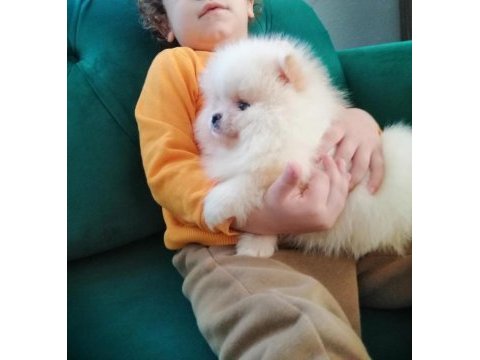 En güzel kar beyaz pomeranian boo yavrular