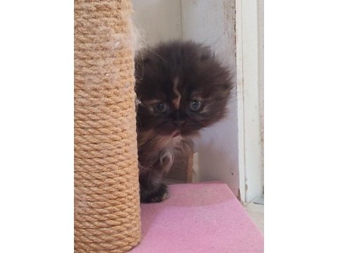 Scottish fold longhair