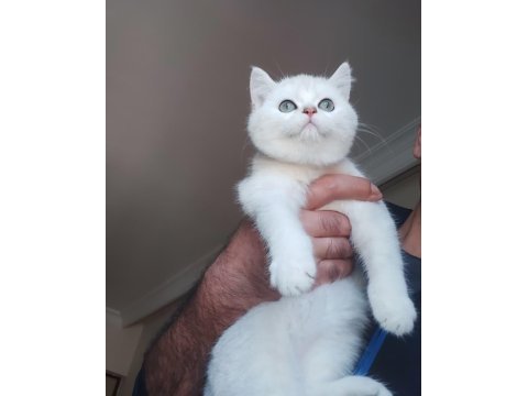British shorthair yavruları