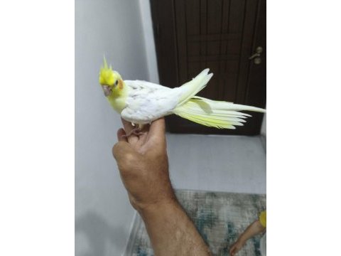 Ele alıştırma sultan papağanlar