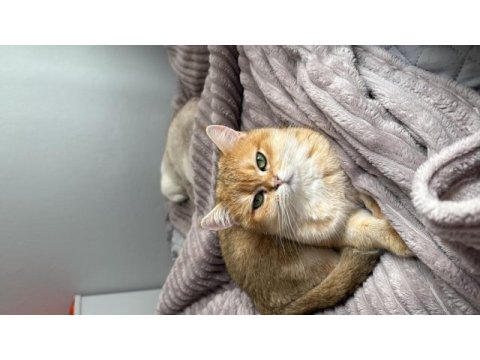Golden sarı yeşil gözlü british shorthair