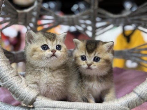 Golden british shorthair güzellikleri