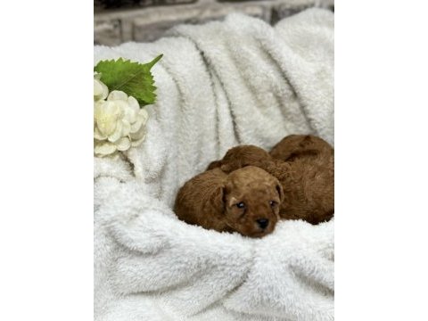Kore kan toy poodle