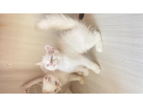 Pamuk şeker british longhair oğluşlar