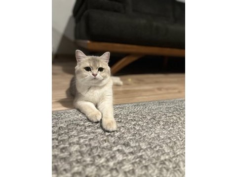 Ay12 dişi şampiyon (anne baba) safkan british shorthair