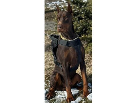Dünyaca ünlü doberman torunu