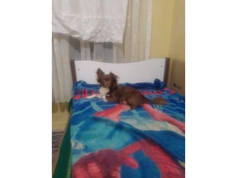 Erkek şivava 2 yaşında aşıları tam
