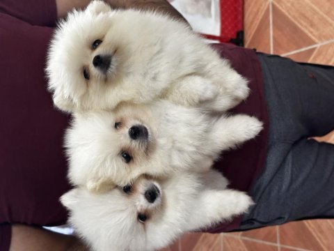 Irk ve sağlık garantili pomeranian