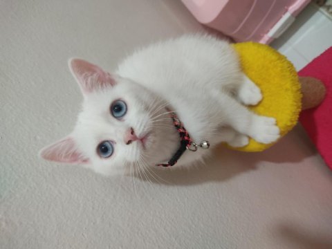 British shorthair boncuk gözlüme yuva arıyoruz