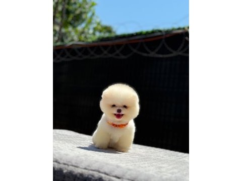 Yavru pomeranian boo köpekler
