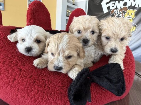 Shoooowwww kalite maltipoo yavrular ankara mağazamızda 