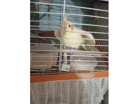 Acil satılık sultan papağanı
