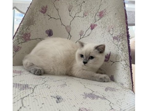 Bal küpü tatlı scottish fold