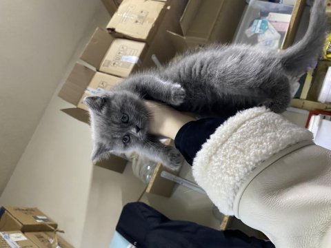 British shorthair yavru