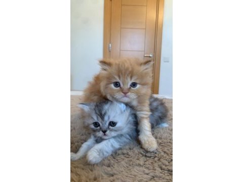 1,5 aylık british longhair