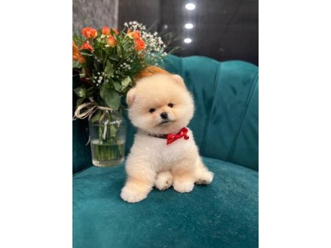 Sağlıklı pomeranian boo