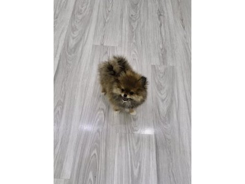 Erkek pomeranian boo 2,5 aylık