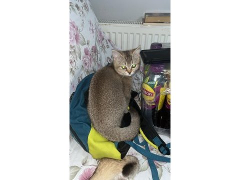 British shorthair golden