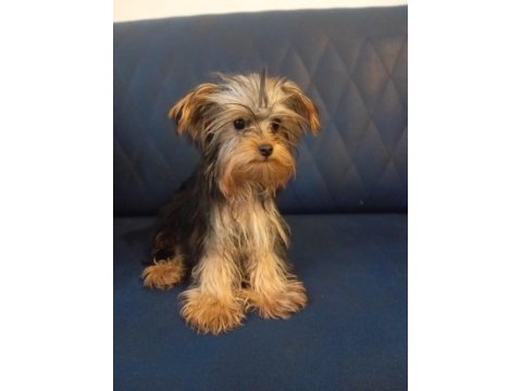 8 aylık erkek yorkshire terrier