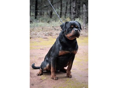 Rottweiler von baboş