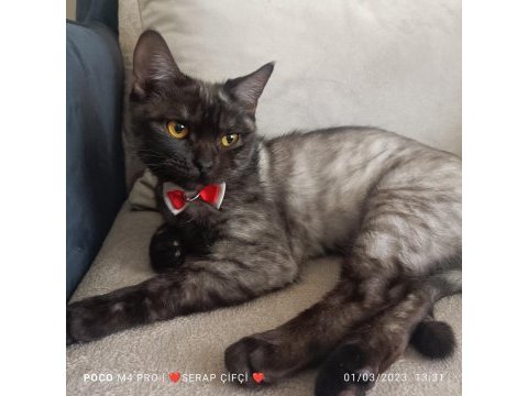 Yakışıklı british shorthair oğluma gelin adayı bekliyorum