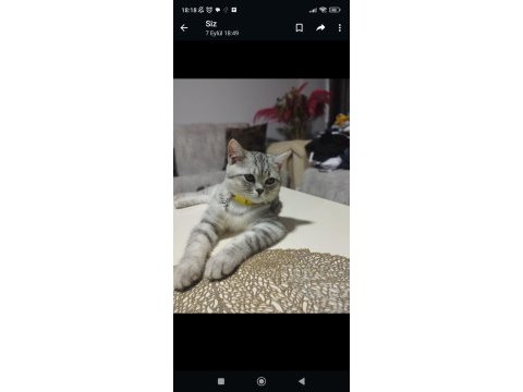 Acil sahiplendirme scottish fold