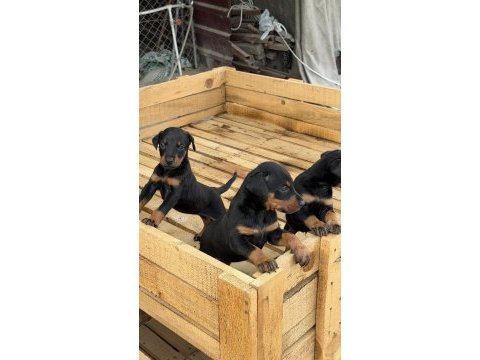 Üst seviye doberman yavruları
