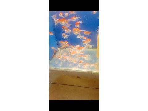 Oranda balıklarımız