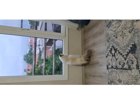 2 yaşında exotic shorthair