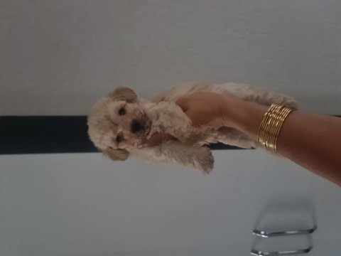 Çok büyümeyen minyatür maltipoo minnaklarım