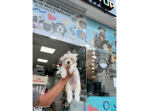 Maltese terrier köpeğimiz