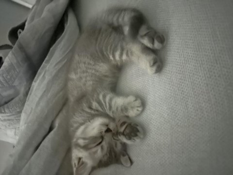 1,5 aylık yavru scottish fold