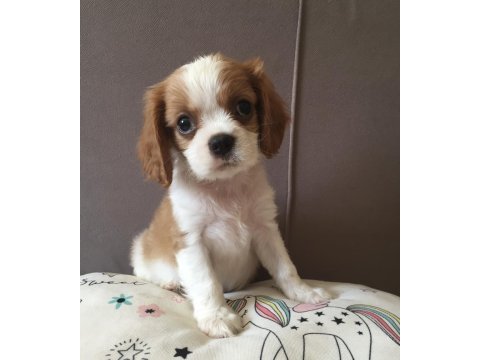 Üst düzey cavalier king charles bebekler