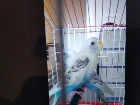 2 tane rerkleri harika 6 aylık muhabbet kuşu
