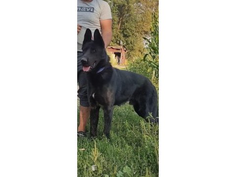Kaliteli safkan alman kurdu yavrular anlatmaya gerek yok