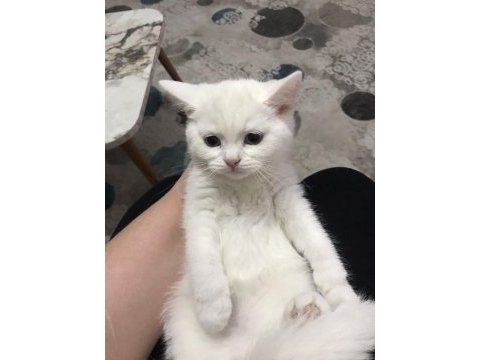 Acil verilecektir hemen teslim scottish straight