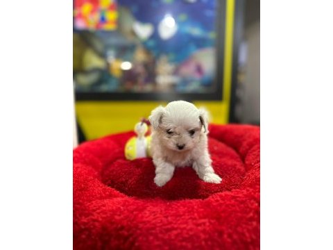 Mini boy maltese yavrumuz