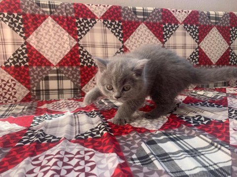2 aylık britsh shorthair