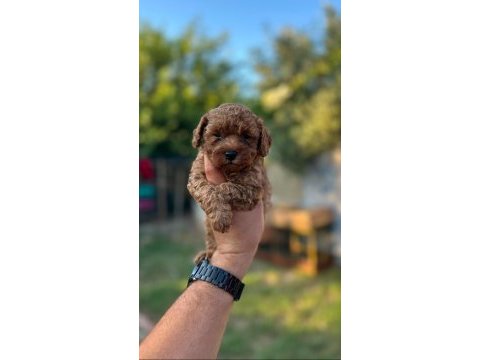Safkan toy poodle yavrular