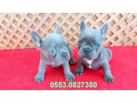 Blue quad french bulldog yavrular izmir