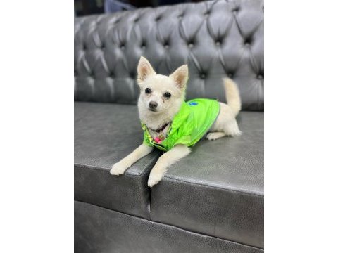 4 aylık dişi aşıları yapılmış çok akıllı chihuahua