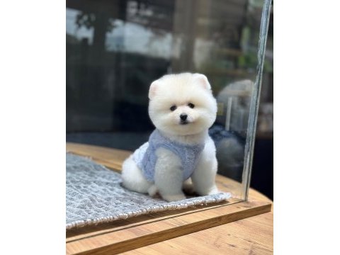 Sağlık ve ırk garantili pomeranian