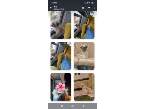 Terrier ücretsiz değildir