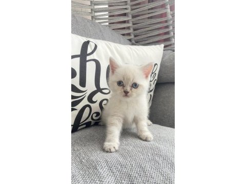 Minnoş kedilerim