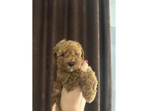 Toy poodle yavru köpekler