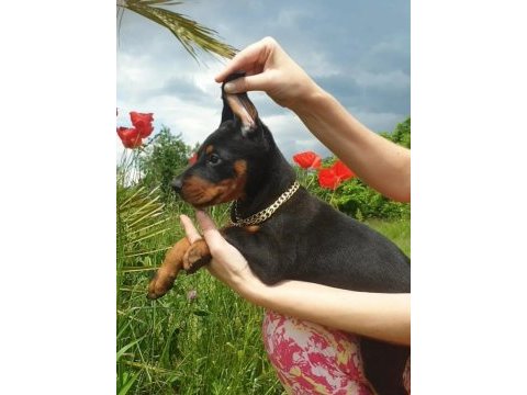 Irk garantili doberman yavrularımız