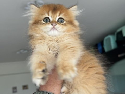 Kart postal gibi golden longhair british
