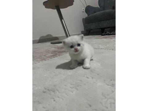 Sevimli british shorthair kedilerimiz