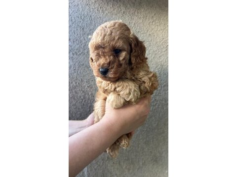 1 dişi ve 1 erkek son kalan garantili toy poodle yavrular
